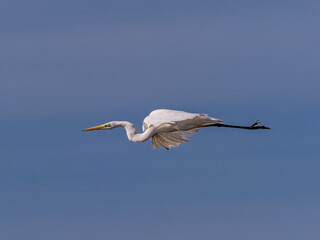 White heron in flight over rice fields of the Albufera of Valencia (Spain)