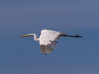 White heron in flight over rice fields of the Albufera of Valencia (Spain)