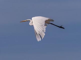 White heron in flight over rice fields of the Albufera of Valencia (Spain)