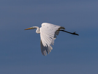 White heron in flight over rice fields of the Albufera of Valencia (Spain)