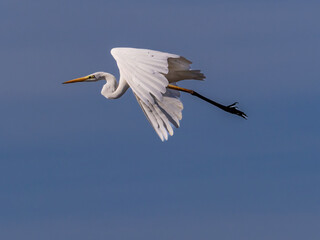 White heron in flight over rice fields of the Albufera of Valencia (Spain)