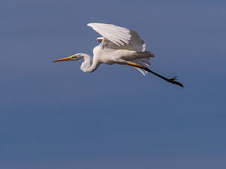 White heron in flight over rice fields of the Albufera of Valencia (Spain)