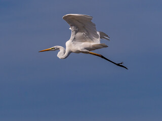 White heron in flight over rice fields of the Albufera of Valencia (Spain)