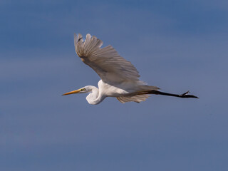 White heron in flight over rice fields of the Albufera of Valencia (Spain)