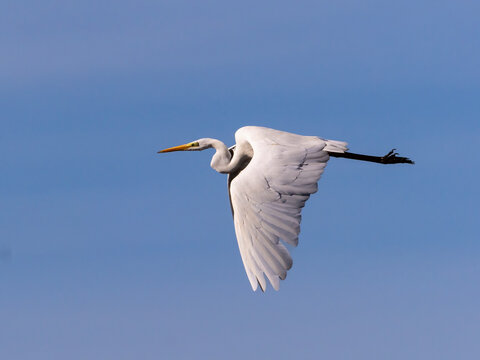 White heron in flight over rice fields of the Albufera of Valencia (Spain)