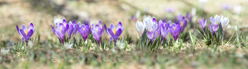 white and violet wild crocuses  blooming in alpine meadow at springtime in panoramic view