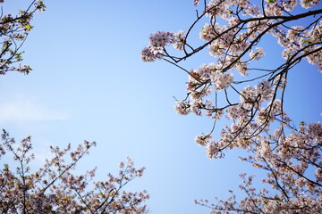 青く澄んだ空へ向かって枝を伸ばす桜の花をクリーンな構図で撮影。余白が多くレイアウトがしやすいため、広告デザイン・春イベント告知・Webバナー素材としても活躍する汎用性の高い一枚