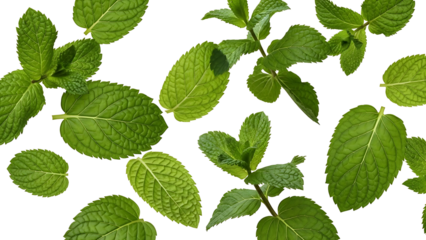 Fresh green mint leaves against black background