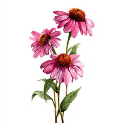 Branch of echinacea painted in watercolor on a white background
