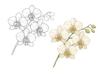 Elegant botanical vector illustration of orchid flowers and branches. Includes realistic color and outline sketches, hand drawn floral motifs. Perfect for decor, wedding templates and garden designs.