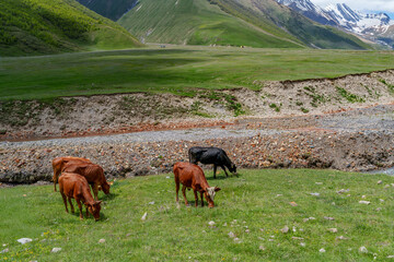 Grazing cattle beside rocky river in wide green mountain valley