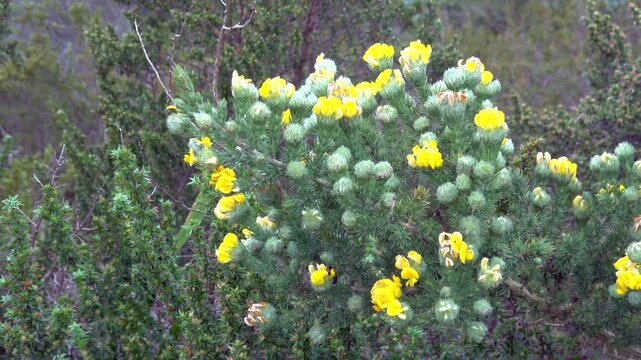Prickly cape gorse plant with yellow pea-like flowers and prickly leaves near Cape Town