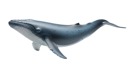 Obraz premium Blue whale swimming gently, showing its large majestic body and powerful tail, cut out, stock png, isolated on transparent background