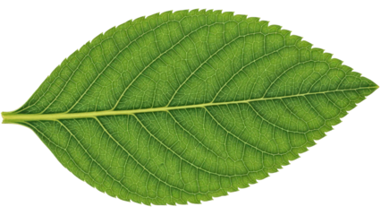 Vibrant green plant leaf with visible venation pattern, cut out, stock png, isolated on transparent background