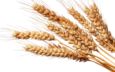 Golden Grain Whispers: Close-up of ripe golden wheat, each kernel catching the light, evoking feelings of bounty and harvest. A symbol of sustenance.