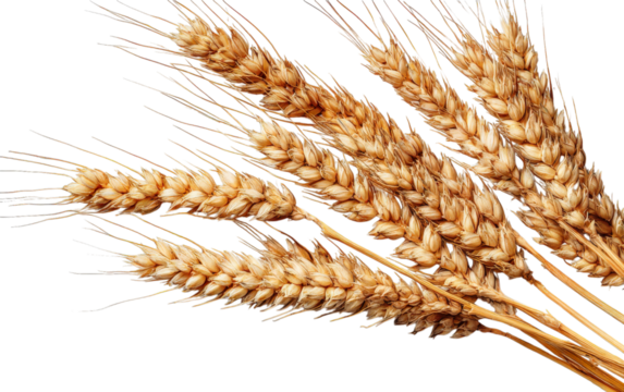 Golden Grain Whispers: Close-up of ripe golden wheat, each kernel catching the light, evoking feelings of bounty and harvest. A symbol of sustenance.