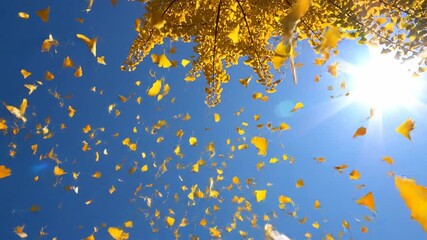 Golden leaves falling against bright blue sky sunlight natural background