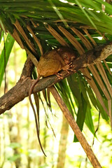 A tarsier resting on a branch under some leaves at the Bohol Tarsier Conservation Area, Island of Bohol, Philippines