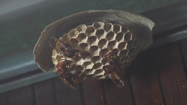 frelons, nid, Wasp nest, Hornet nest, nid de frelons 