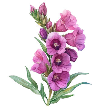 watercolor graphic of Angelonia Flower illustration, isolated on a white background.