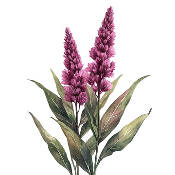 watercolor graphic of Amaranth Flower illustration, isolated on a white background.