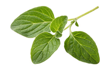Oregano leaf. Fresh oregano on isolated background. Fresh green oregano leaves isolated.