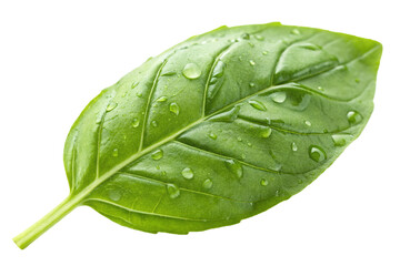 Green basil leaves isolated on white background