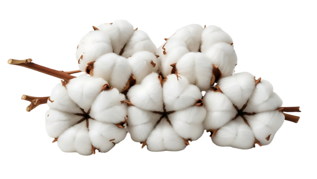 Natural cotton bolls on stems against black background