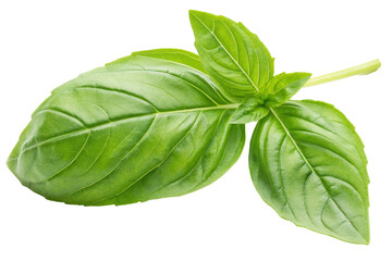 Basil leaf isolated on isolated background. Leaf of fresh basil