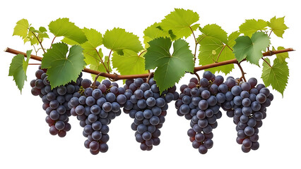 Ripe purple grapes hanging on the vine