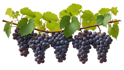 Ripe purple grapes hanging on the vine