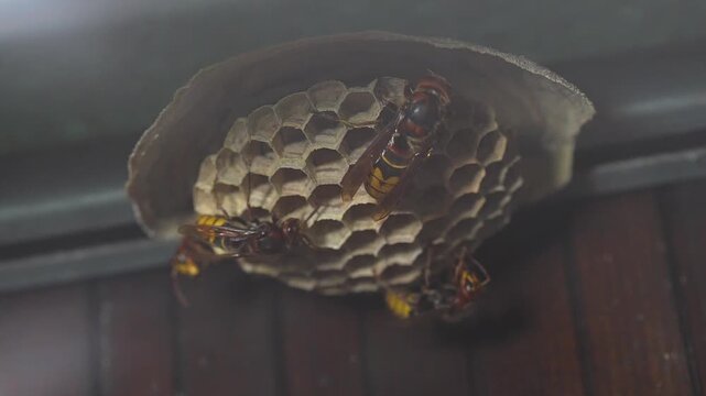 frelons, nid, Wasp nest, Hornet nest, nid de frelons 