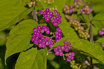 Bright purple beautyberries and green leafs, selective focus with bokeh background - Callicarpa 