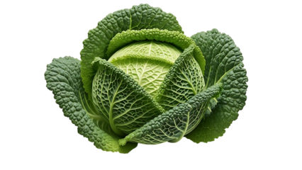 Fresh green savoy cabbage isolated on black background