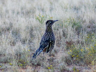Greater Road Runner, Permian Basin, Texas