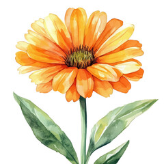 watercolor draw of Calendula Flower, isolated on a white background.