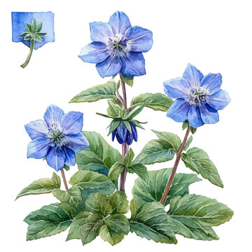 Borage Flower, playful watercolor vector painting with subtle shadowing and soft gradients, isolated on a white background.