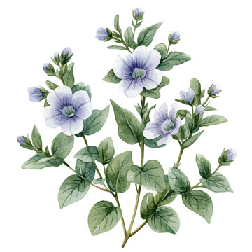 Bacopa Flower, whimsical watercolor vector illustration with vibrant highlights and delicate strokes, isolated on a white background.