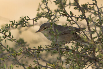 Portrait of a Upchers Warbler at Hamala, Bahrain
