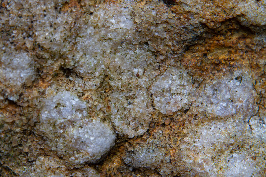 Fossile burrows of Skolithos linearis, a wormlike organism, in sandstone, topview, detail