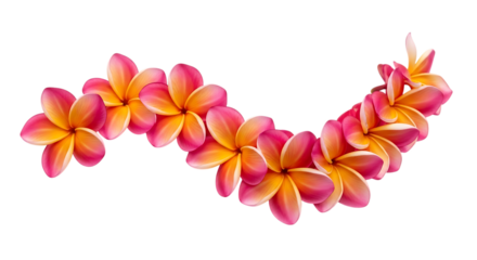 Plumeria flowers, arranged in a curved garland, isolated on a transparent background, cutout, PNG
