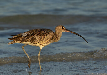 Portrait of a Eurasian curlew at Busaiteen coast, Bahrain