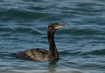 Portrait of a Socotra cormorant at Busaiteen coast of Bahrain