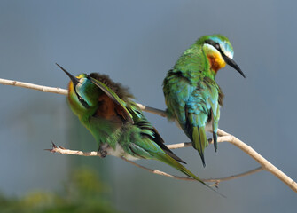 Obraz premium Blue-cheeked bee-eaters preening at Busaiteen coast, Bahrain