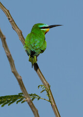 Blue-cheeked bee-eater on blue, Bahrain