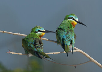 Closeup of a pair of Blue-cheeked bee-eater preening at Busaiteen coast, Bahrain