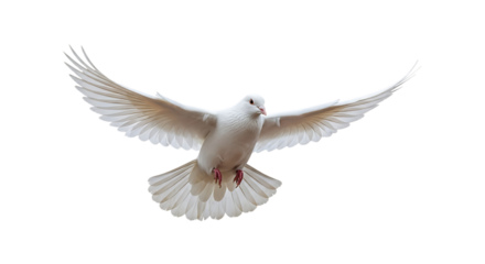 White dove, with wings spread wide in flight against a dark backdrop, isolated on a transparent background, cutout, PNG