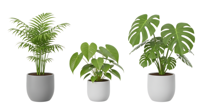 Potted houseplants, including a palm, a heartleaf philodendron, and a monstera deliciosa, isolated on a transparent background, cutout, PNG