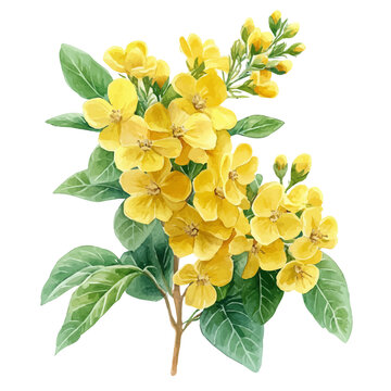 watercolor of Rue Flower, hand-drawn, isolated on a white background.