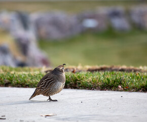 Quail looking up in pavement and garden, profile view, cute image